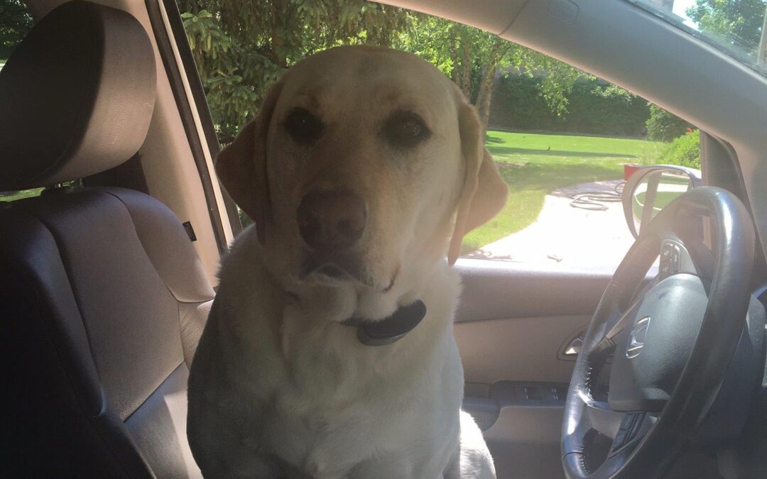 Are You a Distracted Driver?