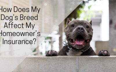 How Does My Dog’s Breed Affect My Homeowner’s Insurance?