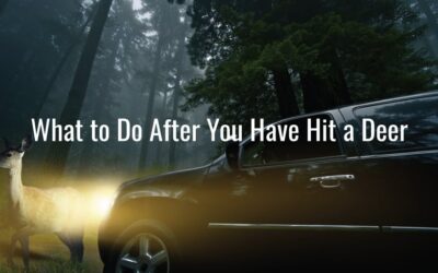 What to Do After You Have Hit a Deer